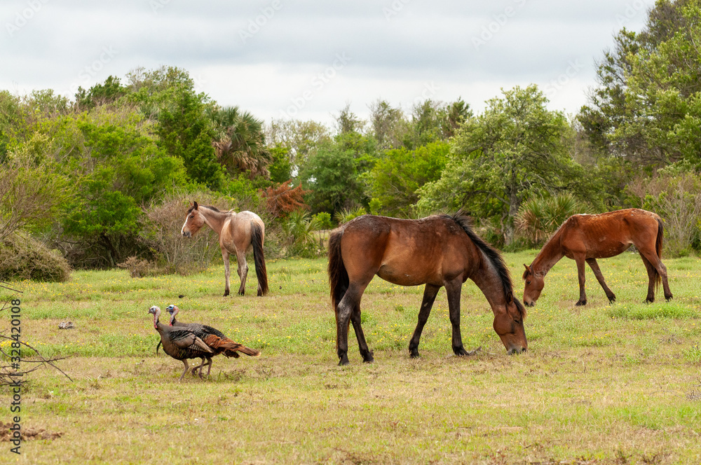 herd of horses and turkey's