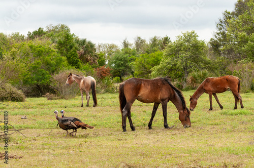 herd of horses and turkey s