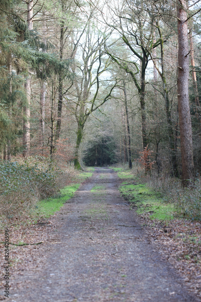 Fototapeta premium Road in german forest background stock photography high quality prints
