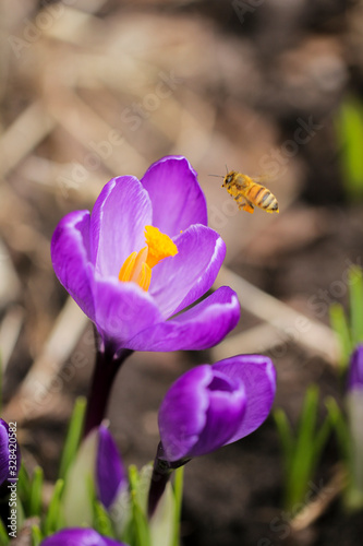 A bee studying a crocus for nectar.