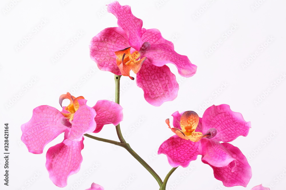 Fototapeta premium Beautiful purple orchid on a white background