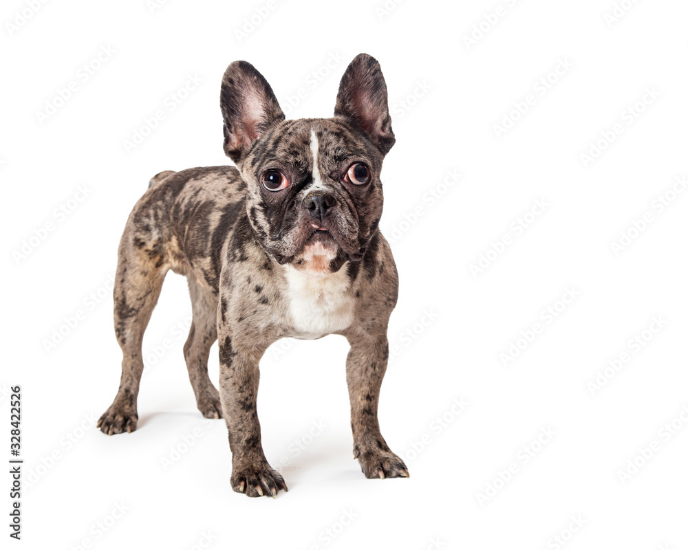 Brindle French Bulldog Standing Looking