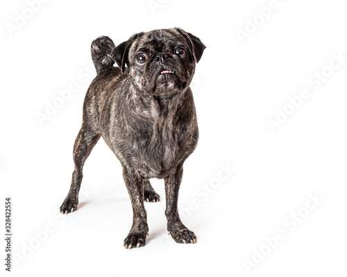 Obraz na płótnie Brindle Pug Dog Standing Looking Up