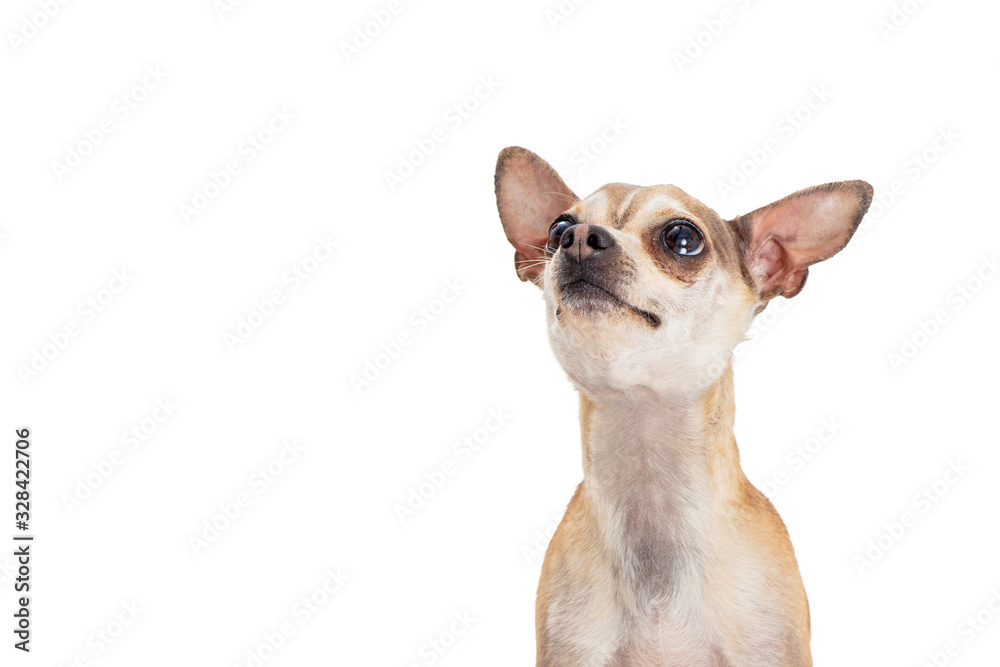 Cute Excited Chihuahua Looking Up