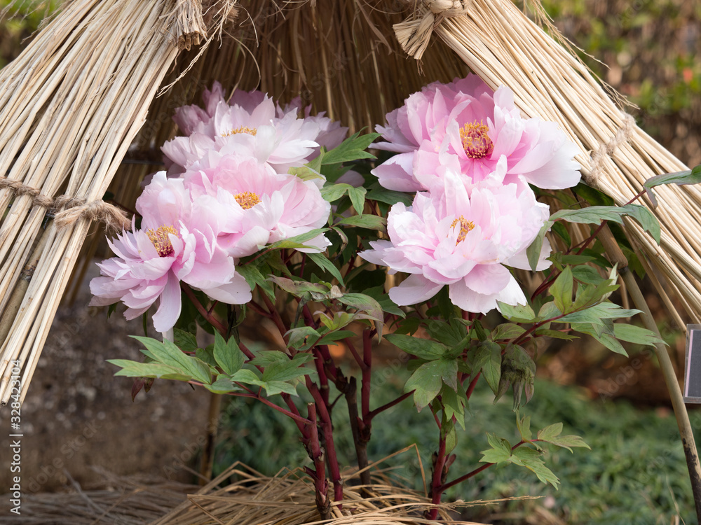 Obraz premium 冬ぼたん