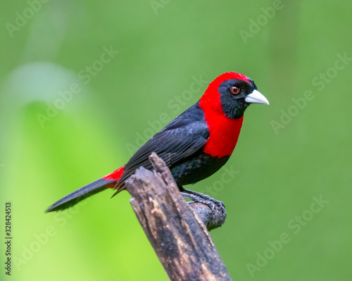 Crimson-collared tanager - 9615 photo