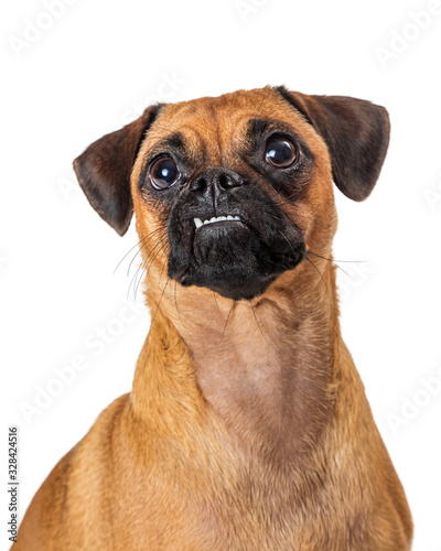 Pug and Beagle Crossbreed Dog Closeup