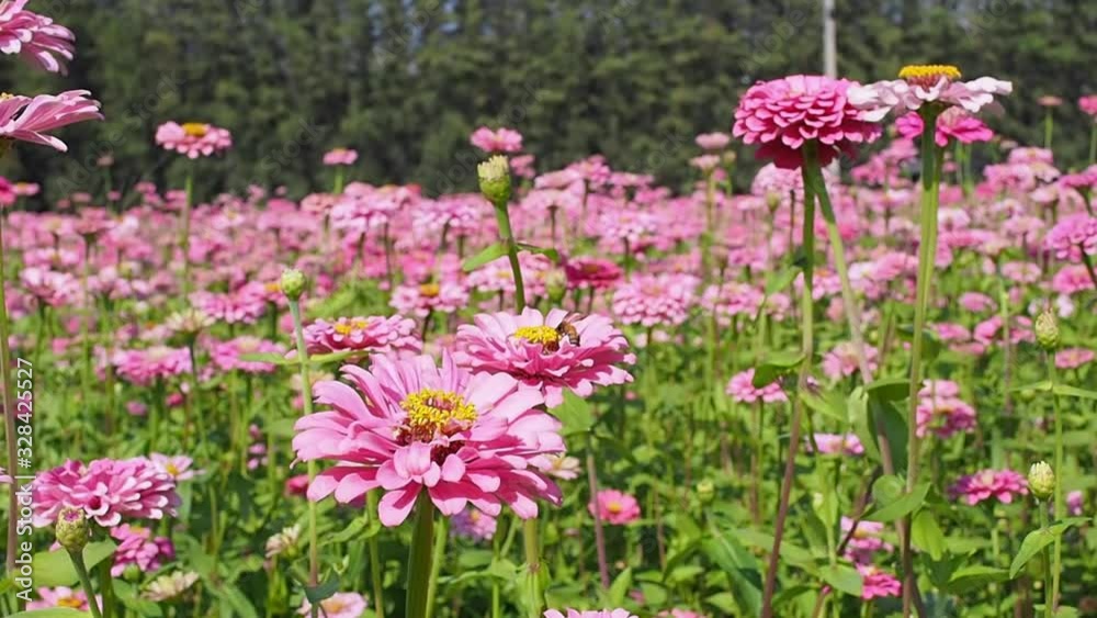 spring garden beautiful blooming zinnia flower.
spring garden beautiful blooming zinnia flower.