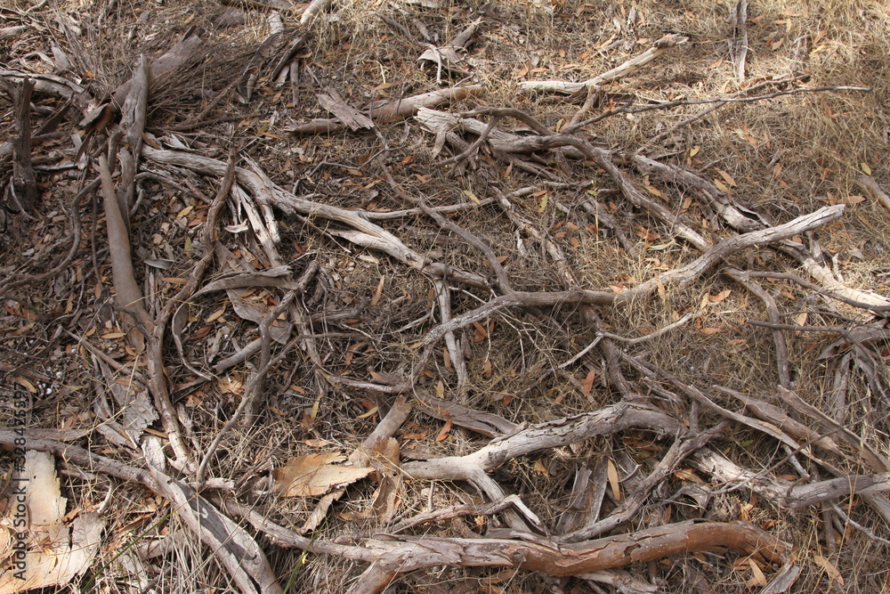 branches on the ground