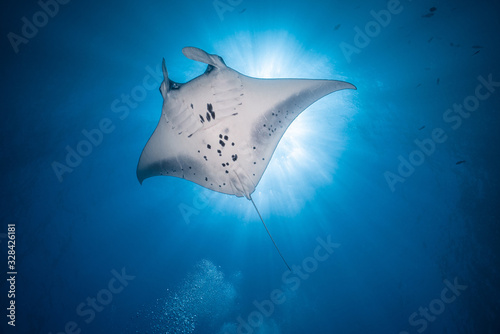 Manta Ray Fly Over