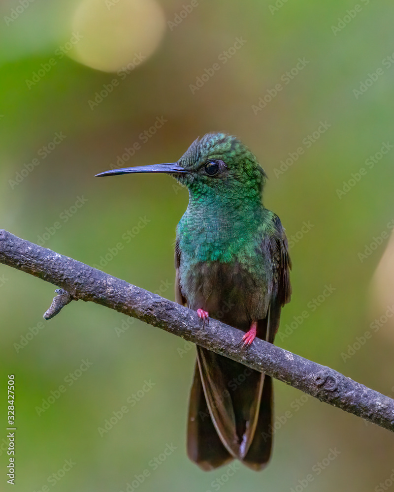 Bronze-Tailed Plumeleteer" Images – Browse 30 Stock Photos, Vectors, and  Video | Adobe Stock
