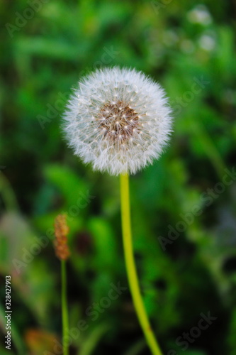 Close-up of dandelion flower on natural background