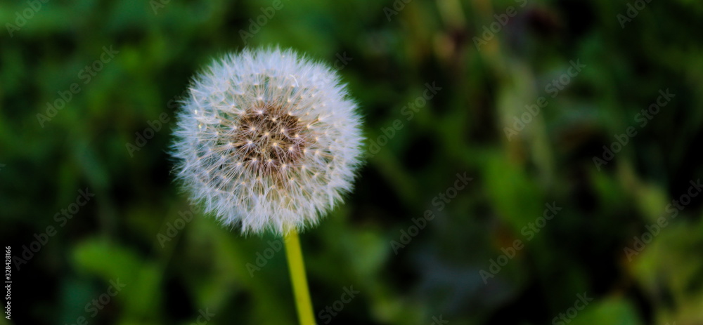 Obraz premium Close-up of dandelion flower on natural background