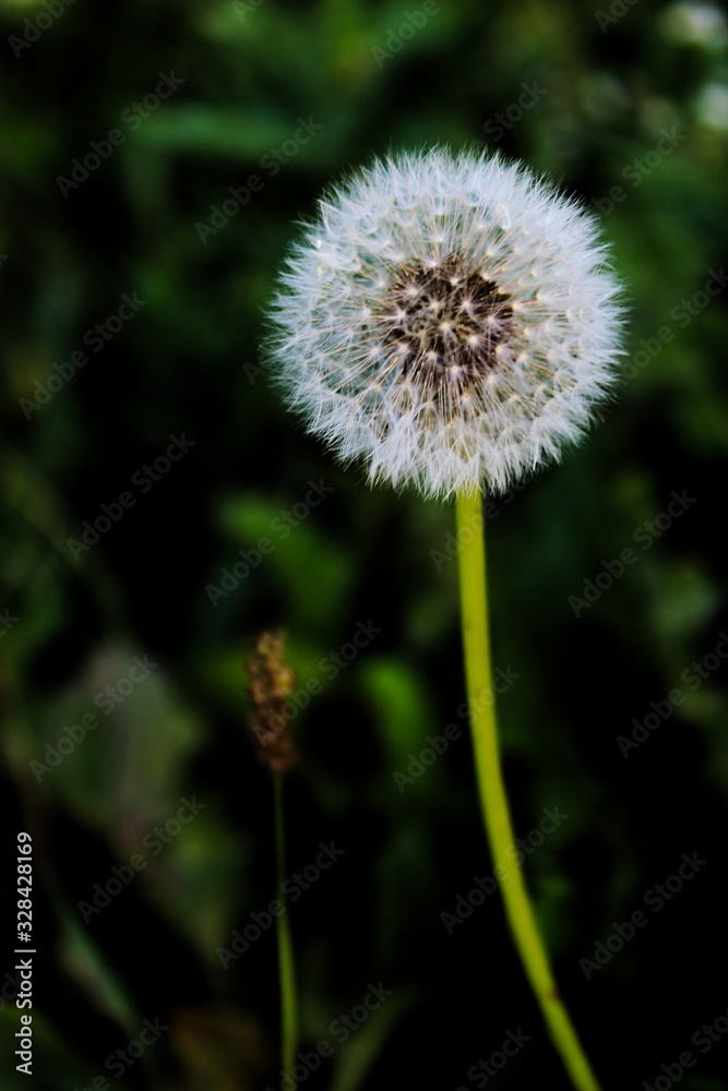 Close-up of dandelion flower on natural background Close-up of dandelion flower on natural background