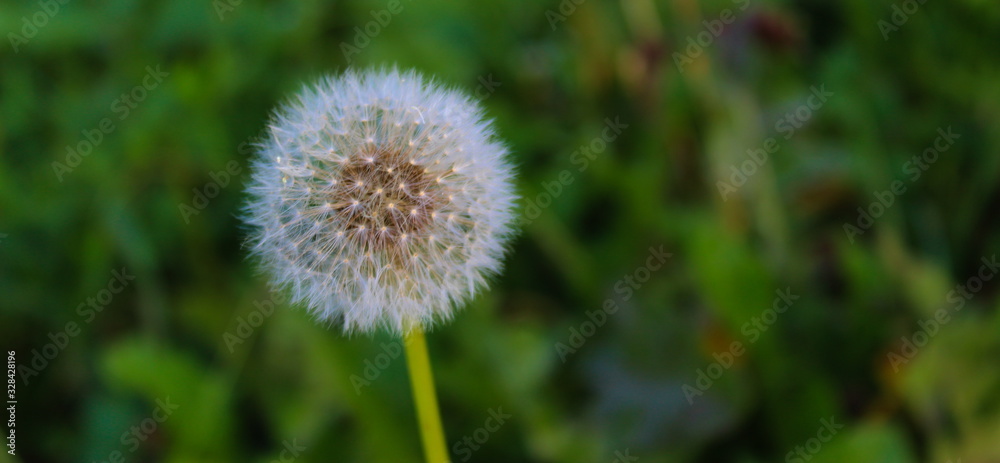 Close-up of dandelion flower on natural background Close-up of dandelion flower on natural background