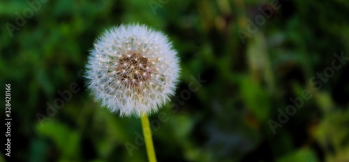 Close-up of dandelion flower on natural background