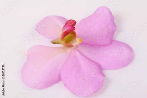 Beautiful pink orchid on white background