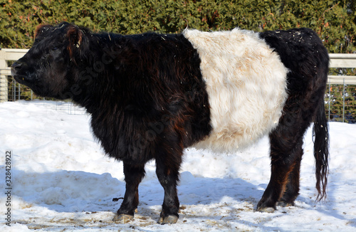 The Belted Galloway is a heritage beef breed of cattle originating from Galloway in South West Scotland, adapted to living on the poor upland pastures and windswept moorlands of the region. photo