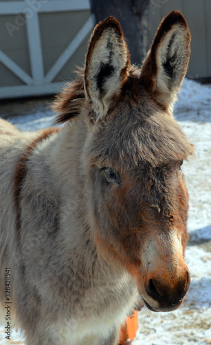 The donkey or ass (Equus africanus asinus) is a domesticated member of the horse family, Equidae. The wild ancestor of the donkey is the African wild ass, E. africanus. 