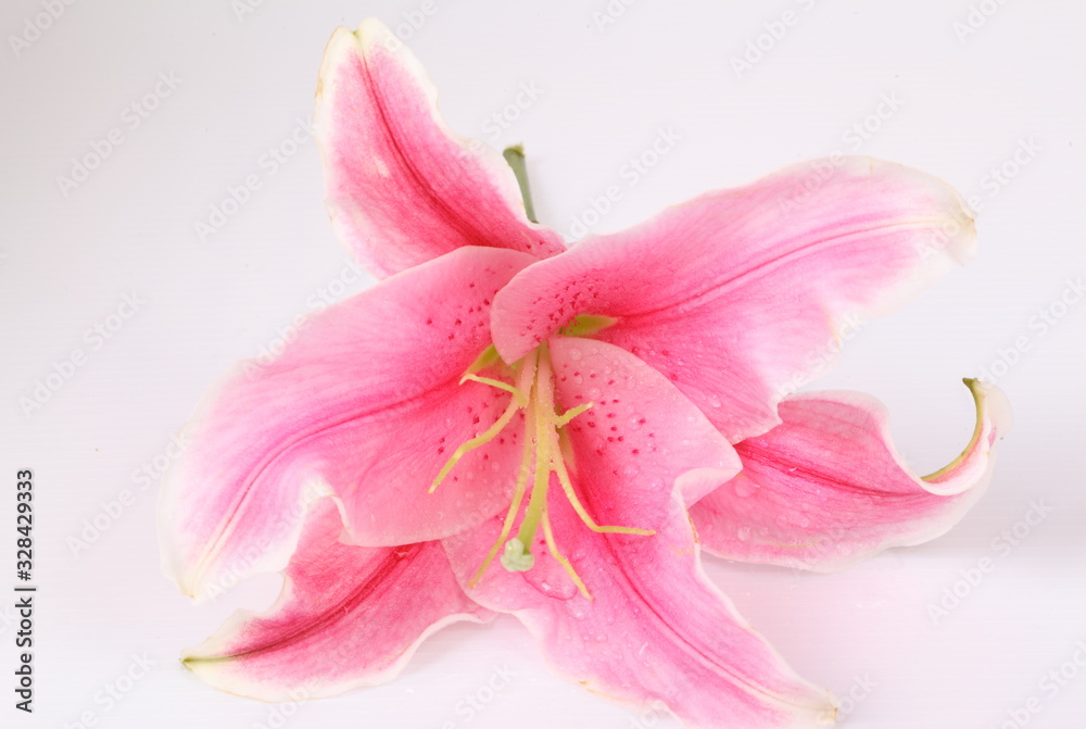 Fototapeta premium Pink lilies isolated on white background
