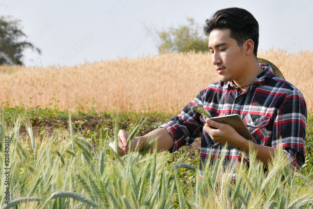 Young men use laptops Research of barley varieties in experimental plots, agricultural and technology concepts. Young men use laptops Research of barley varieties in experimental plots, agricultural and technology concepts.