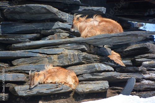 Tahrs are a species of large Asian artiodactyl ungulates related to the wild goat. photo