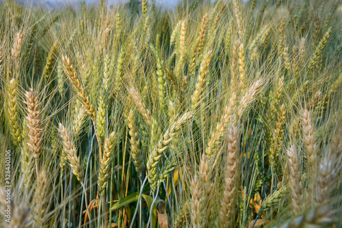 Experiment and research on planting barley, as a step In the highlands of the northern region, Chiang Mai Province, Thailand