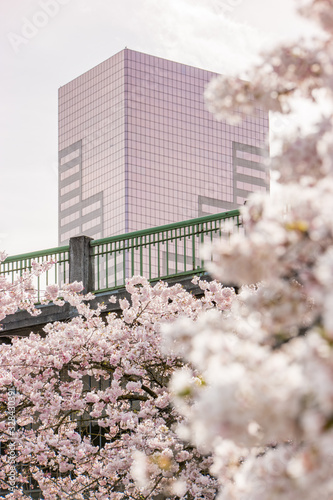 Cherry Blossoms in Portland, Oregon Waterfront Park © Wasim