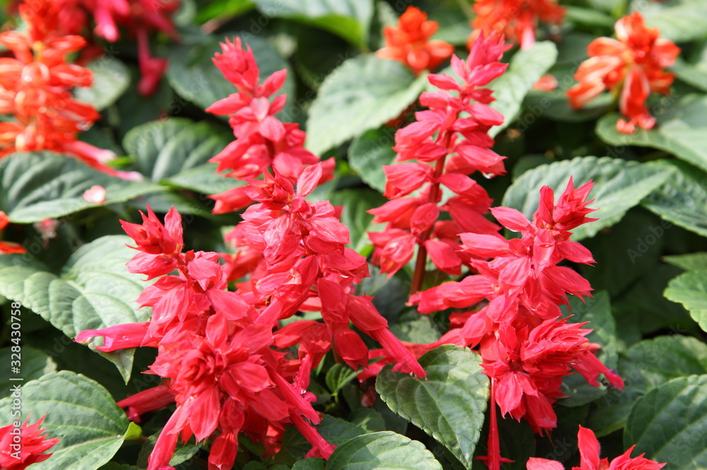Salvia splendens (Scarlet Sage or Tropical Sage)