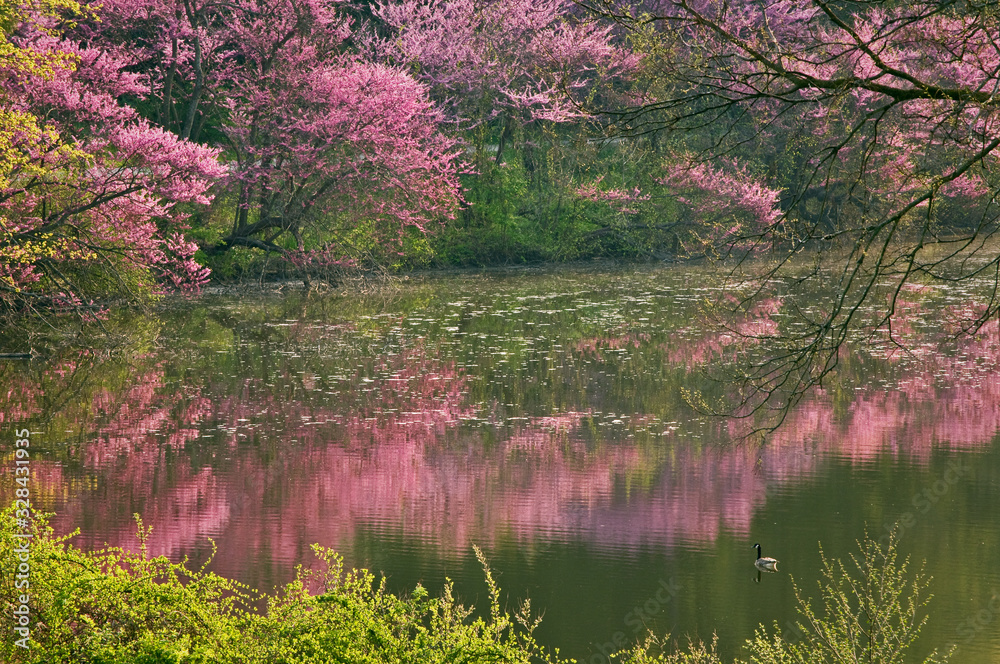 The colors of a flowering eastern redbud tree reflected in the calm surface of a secluded lake on a spring afternoon. The colors of a flowering eastern redbud tree reflected in the calm surface of a secluded lake on a spring afternoon.