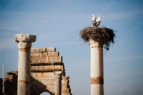 Storks nested on top of one of the columns in the Ancient Roman ruins at an archaeological site, Volubilis, Morocco
