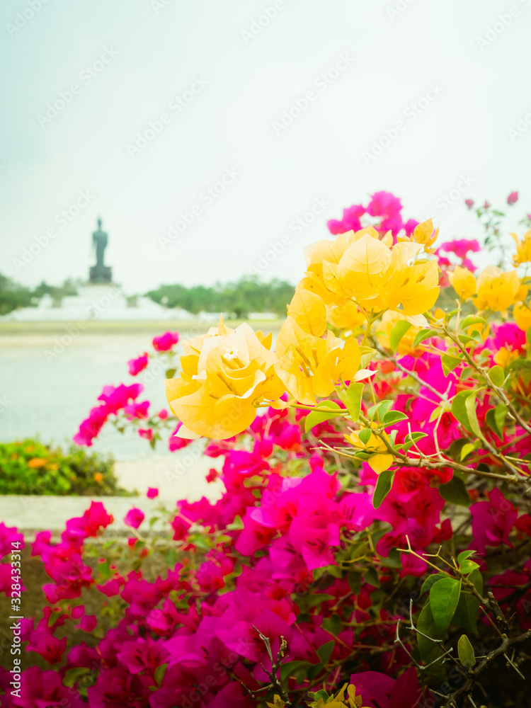 Obraz The beauty of the Bougainvillea flowers Variety of colors