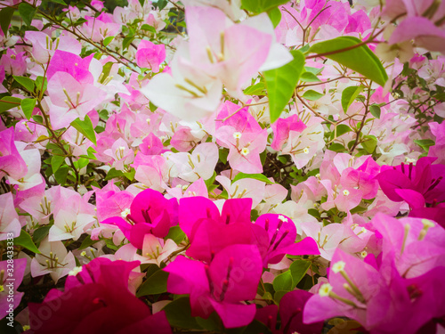 The beauty of the Bougainvillea flowers Variety of colors photo