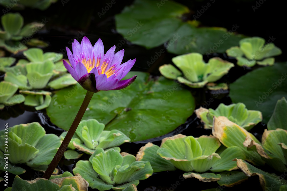 A striking water lily flower blooms above the water of an aquatic garden pond with beautiful and vivid shades of purple and yellow gold. A striking water lily flower blooms above the water of an aquatic garden pond with beautiful and vivid shades of purple and yellow gold.