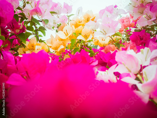 The beauty of the Bougainvillea flowers Variety of colors