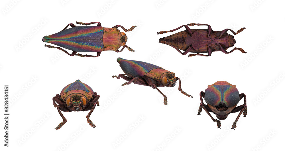 Jewel collectors insect beetle white background multiple poses 3d ...