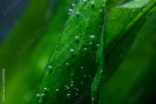 macro photo of air bubbles naturally forming on plant leaves underwater