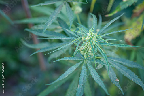 Close-up of cannabis plant growing from the soil. Hemp green leaves for medical. Space for text. Farm marijuana plantation concept