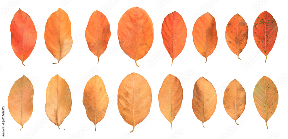 Fototapeta premium Leaf collections. Group dry autumn leaves isolated over white background.