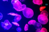 Sea life, a group of colorful jellyfish floating in a clear water tank