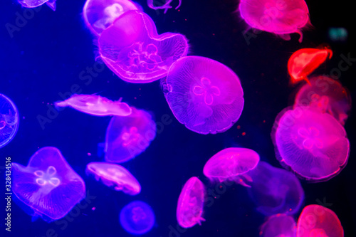 Wallpaper Mural Sea life, a group of colorful jellyfish floating in a clear water tank Torontodigital.ca