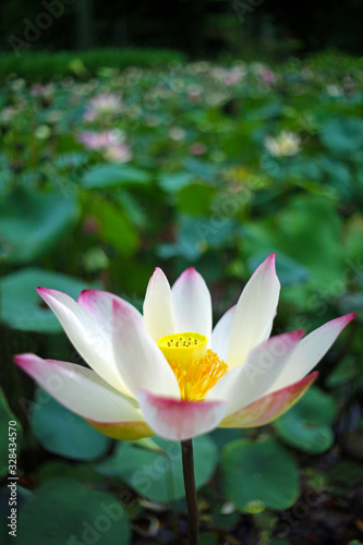 A beautiful white lotus in bloom in a summer pond is special and beautiful