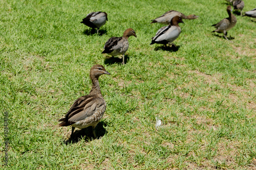 ducks on grass