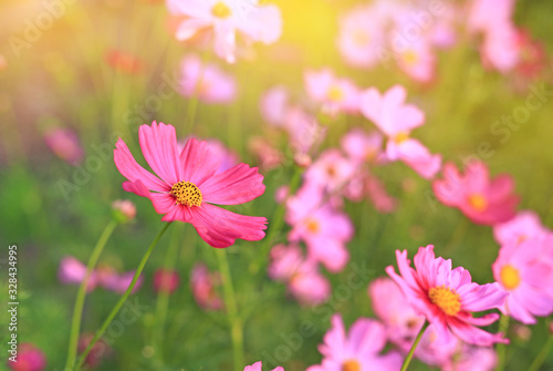 Closeup red cosmos flower blooming in the summer garden field in nature with rays of sunlight © zilvergolf