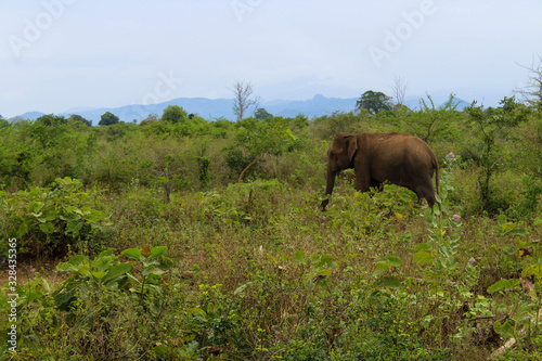 Elephant in the natural jungle