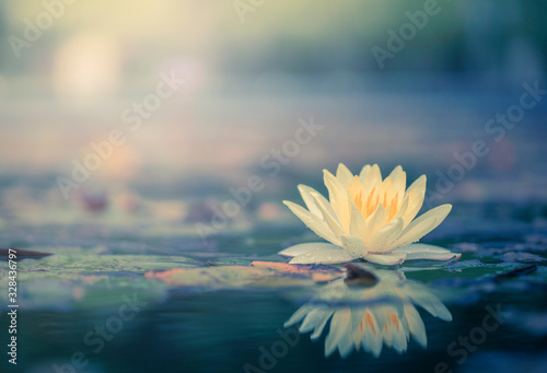 Beautiful Thai Lotus that have been appreciated with dark blue water surface