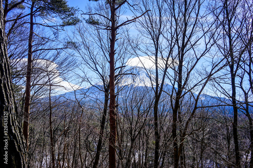 forests in all its beauty