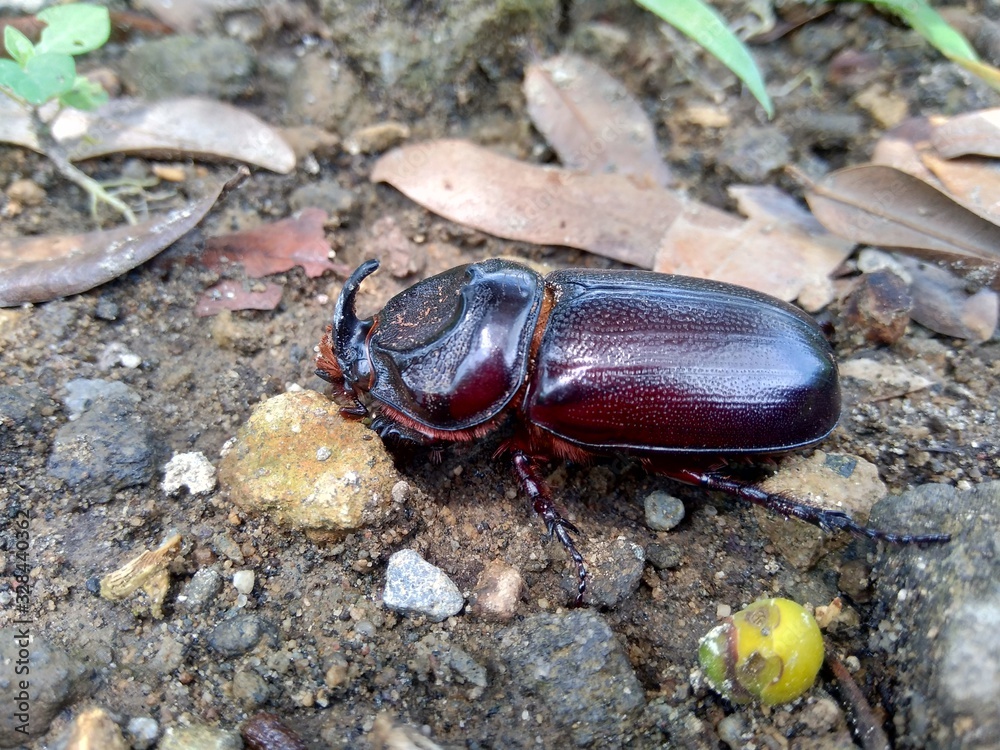 The exotic asiatic rhinoceros beetle in the nature background. the exotic animal from indonesia. The exotic asiatic rhinoceros beetle in the nature background. the exotic animal from indonesia.