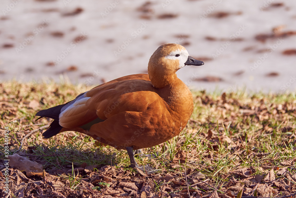 Ruddy Shelduck on the dry grass near the frozen pond in the month of February. Ruddy Shelduck on the dry grass near the frozen pond in the month of February.