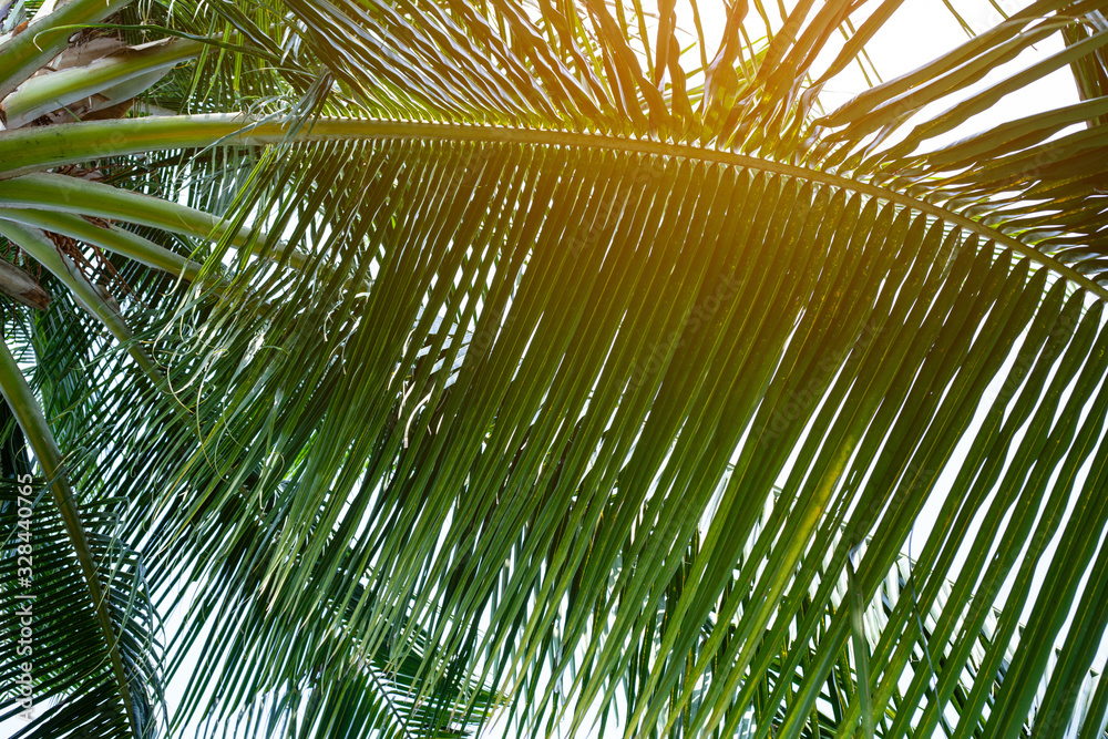 tropical palm leaf background, coconut palm trees perspective view tropical palm leaf background, coconut palm trees perspective view